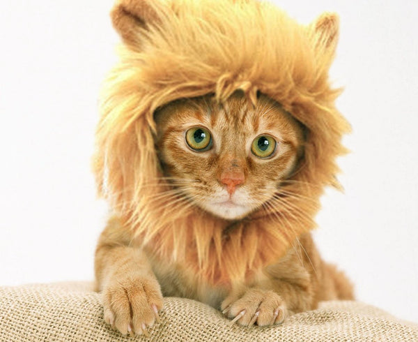 Lion Cat...Unleash The Beast